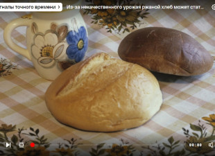 Радио России: Из-за некачественного урожая ржаной хлеб может стать редкостью